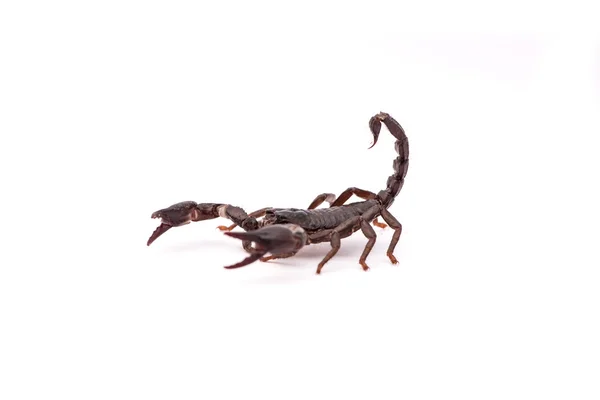 stock image Black scorpio