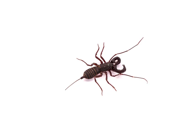 Whipscorpion (Vinegaroon) — Stok fotoğraf