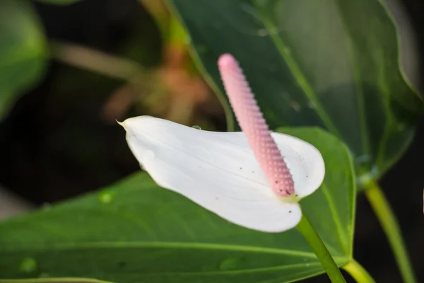 Beautiful Flower Close — Stock Photo, Image