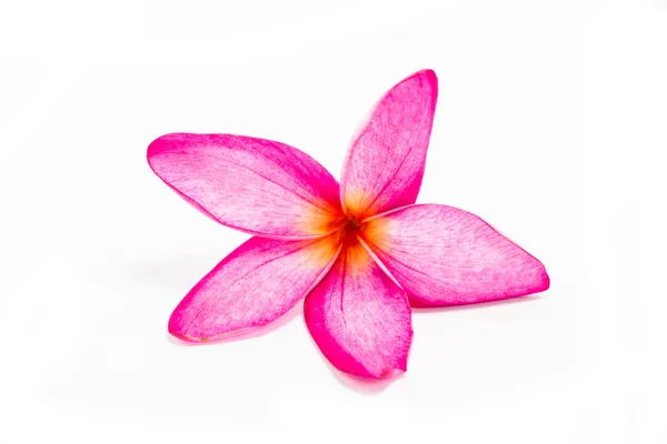 Flor de Frangipani —  Fotos de Stock