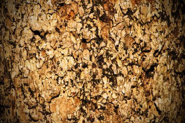 bark tree yakın çekim