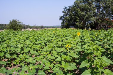 Mavi gökyüzü ile genç ayçiçeği ekimi