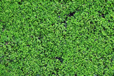 Yeşil liken arka plan