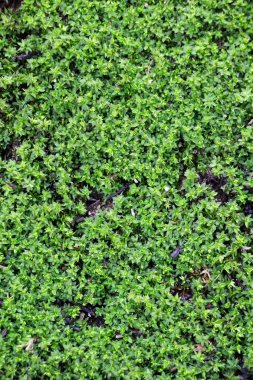 Yeşil liken arka plan