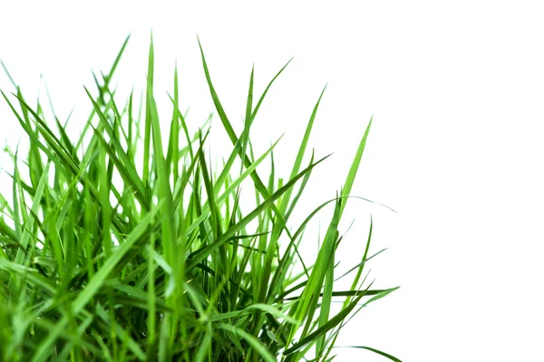 Green grass — Stock Photo, Image