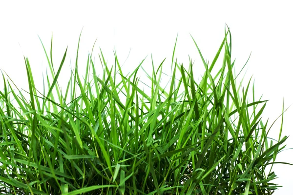 Groen gras — Stockfoto