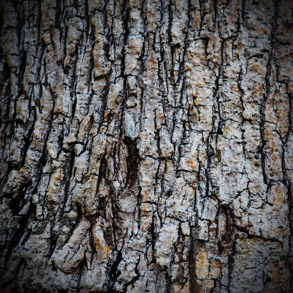 Struttura dell'albero della corteccia — Foto Stock