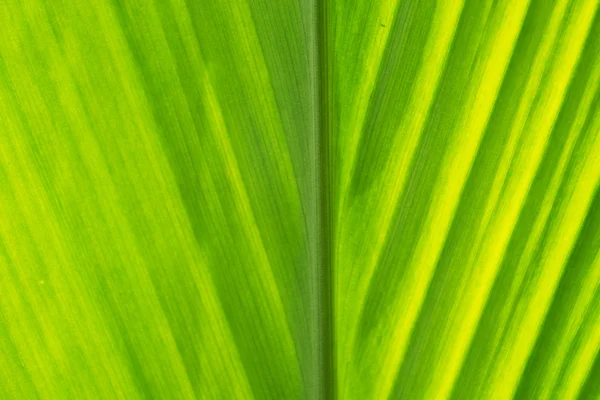 Textur eines grünen Blattes — Stockfoto