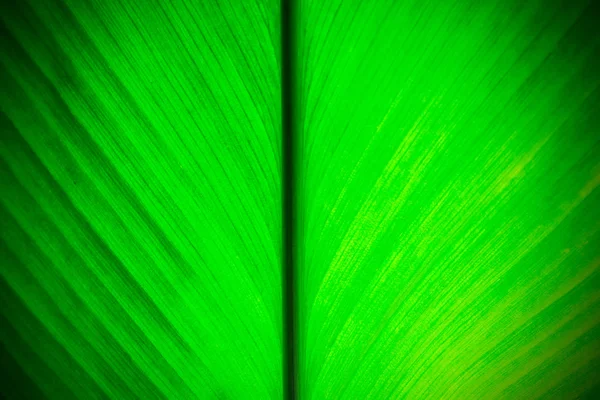 Textuur van een groen blad — Stockfoto
