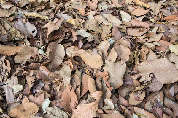 Dry Leaf Background View — Stock Photo, Image
