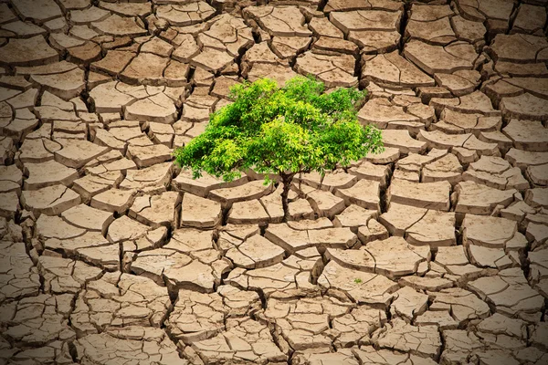 Un solo árbol crece en suelo seco de grieta — Foto de Stock