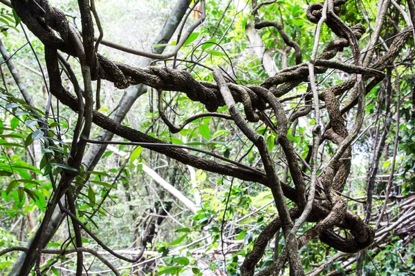 Reben um Baum — Stockfoto