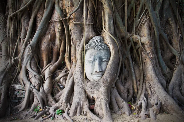 Statua Testa Buddha Banyan Tree Thailandia — Foto Stock