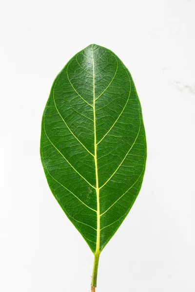Jack fruit leaves — Stock Photo, Image