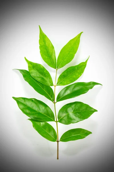 Osmanthus foglia verde — Foto Stock