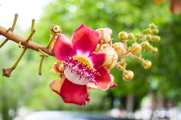 Shorea robusta — Stock Photo, Image