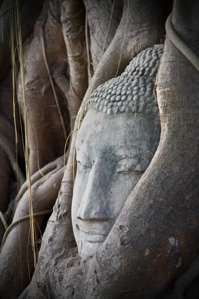Gros Plan Des Bottes Buddha — Photo