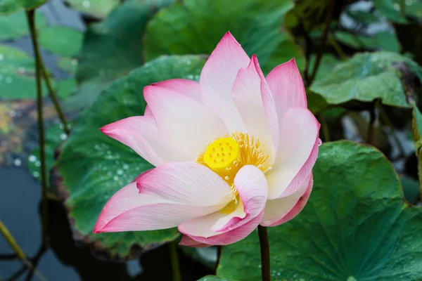 Lotus flower blossom — Stock Photo, Image