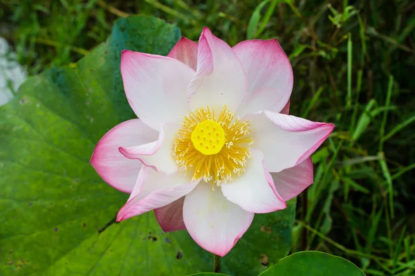 Lotus flower blossom — Stock Photo, Image