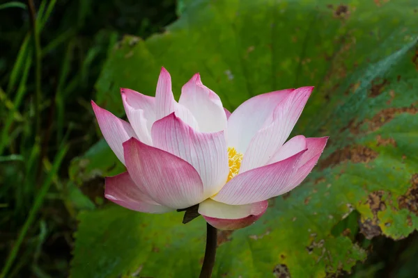 Lotus flower blossom — Stock Photo, Image