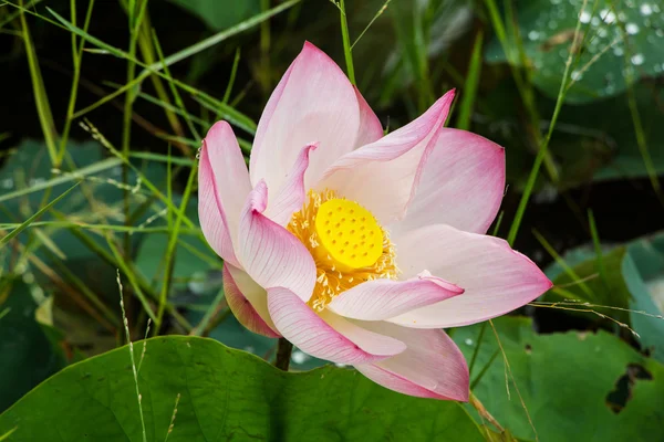 Lotus flower blossom — Stock Photo, Image