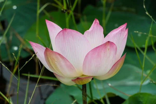 Lotus flower blossom — Stock Photo, Image