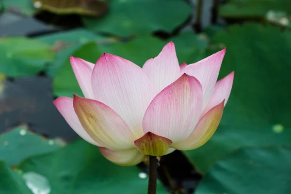 Lotus flower blossom — Stock Photo, Image