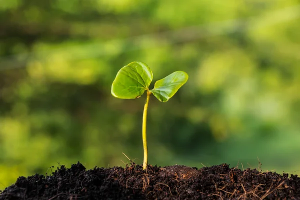 La planta pequeña sobre la pila del suelo — Foto de Stock