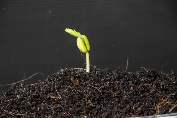 Growing green plant — Stock Photo, Image