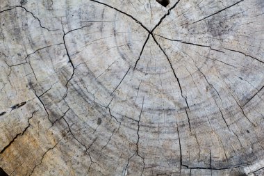 Kesik ağaç gövdesinin ahşap dokusu