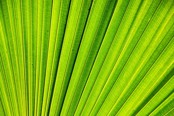 Folha de palmeira — Fotografia de Stock