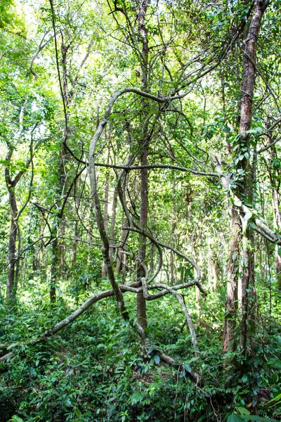 주위에 태국에서 나무 포도 나무 — 스톡 사진