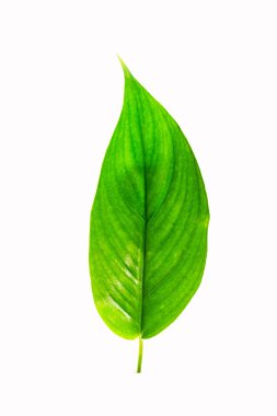 güzel yeşil yaprak