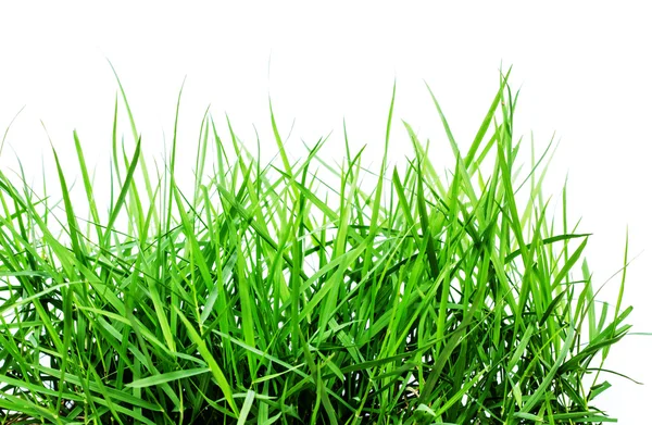 Green grass view — Stock Photo, Image