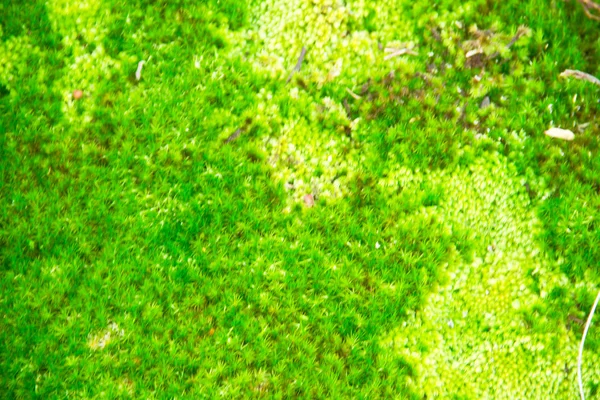 Musgo verde —  Fotos de Stock