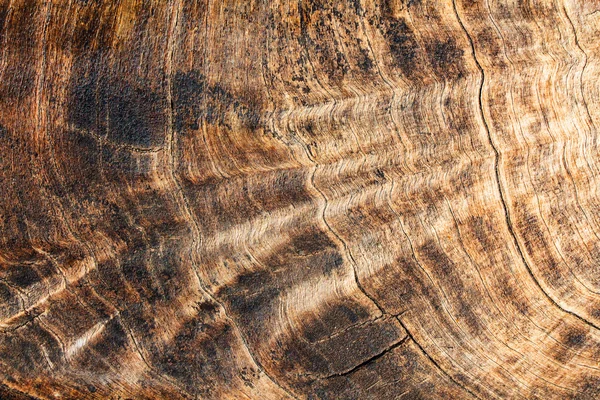 树皮木质纹理的 — 图库照片
