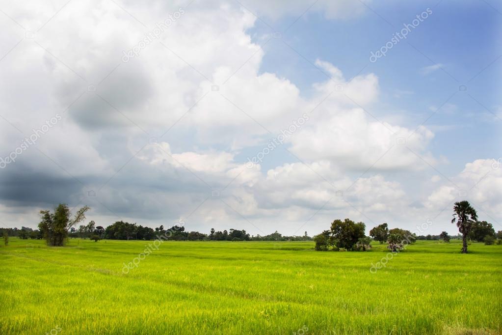 Green paddy field background