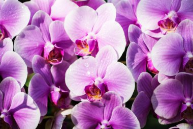 Mor orkide çiçekler