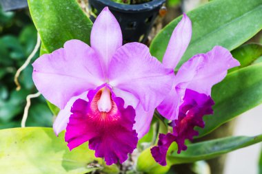 Mor orkide çiçekler