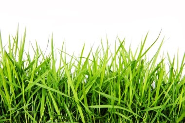 Yeşil Çimen Arkaplanı