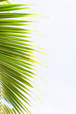 Soyut Yeşil Yapraklar