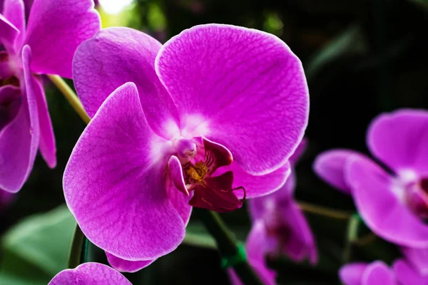 Violette Orchideenblüten — Stockfoto