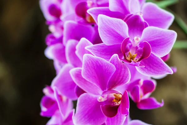 Flores de orquídea púrpura —  Fotos de Stock