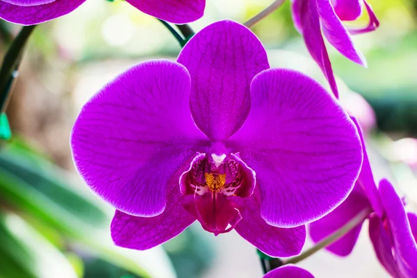 Fioletowe kwiaty orchidei — Zdjęcie stockowe