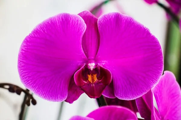 紫色の蘭の花 — ストック写真