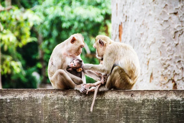 Famille de singes en plein air — Photo