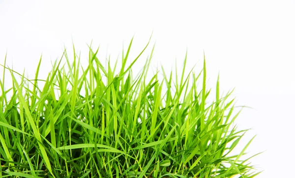 Green grass background — Stock Photo, Image