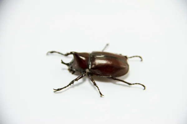 甲虫翅膀 bug — 图库照片