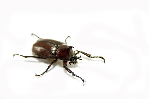 甲虫翅膀 bug — 图库照片