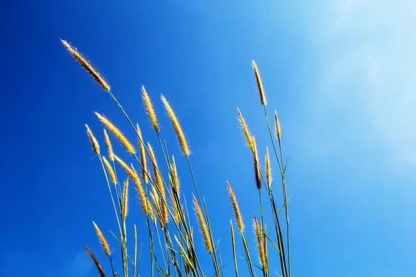 Kwiat trawy i błękitne niebo — Zdjęcie stockowe
